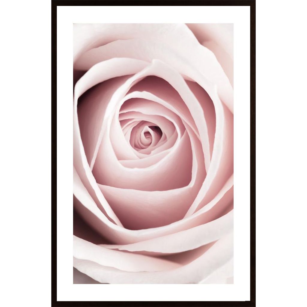 Pink Rose No 1 Plakát