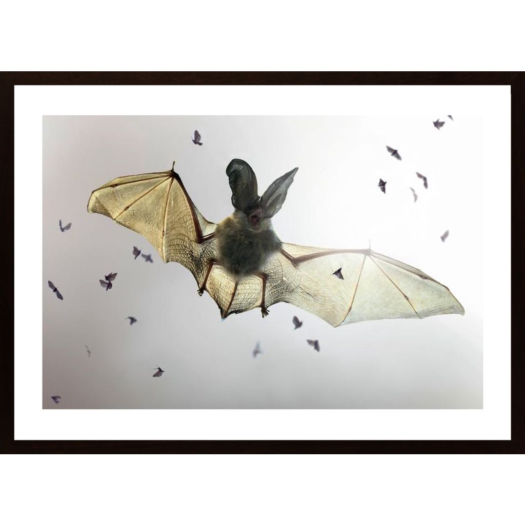 Bat Poster
