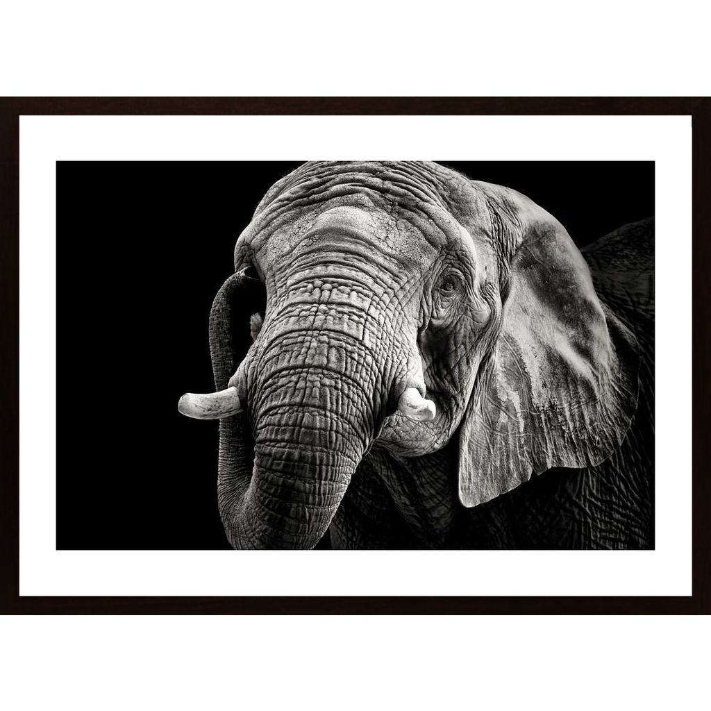 African Elephant Plakat