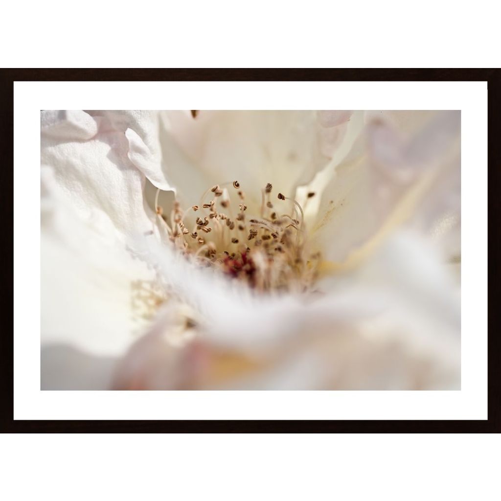 Close Up Of White Flower Plakát