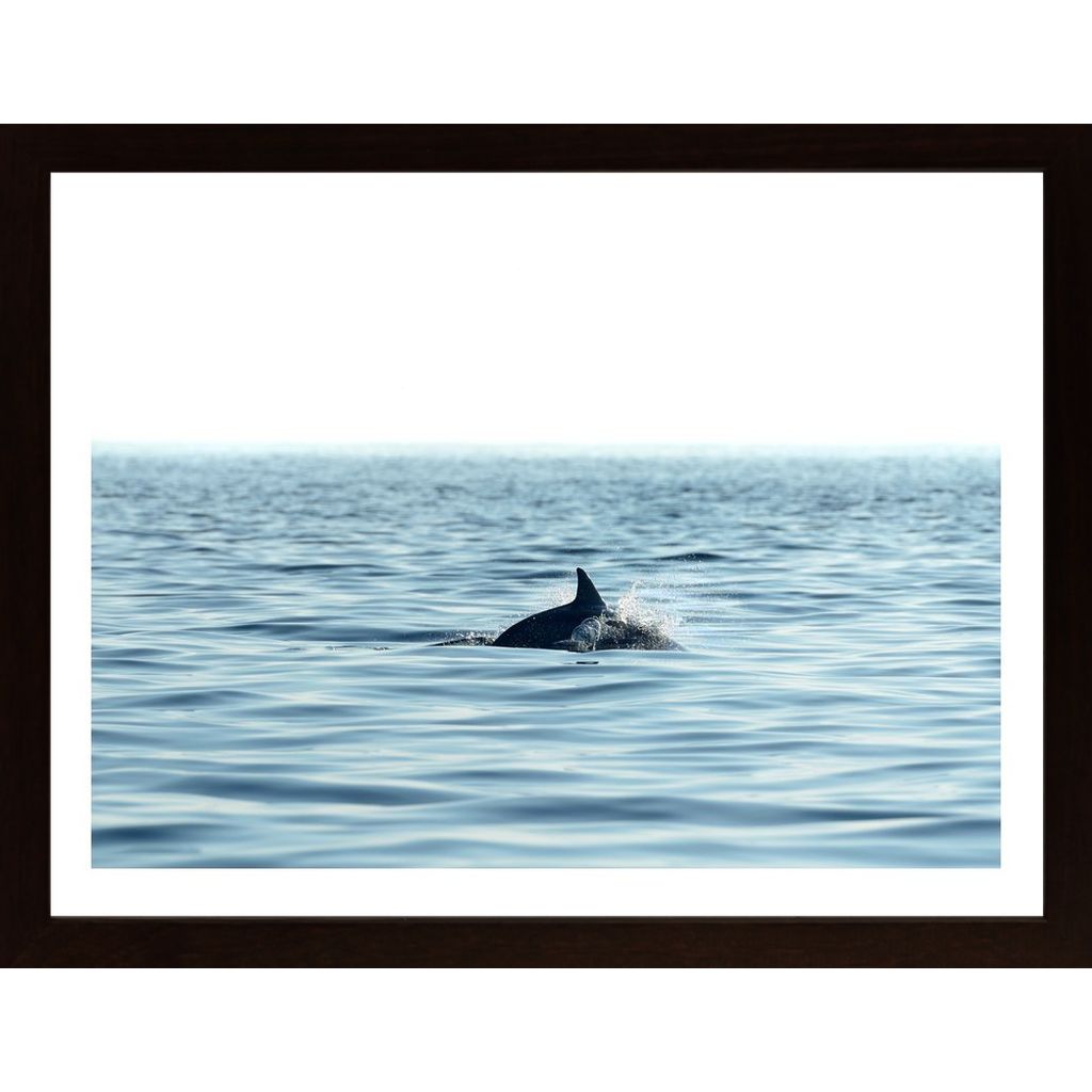 Swimming Dolphin In The Sea Affiche