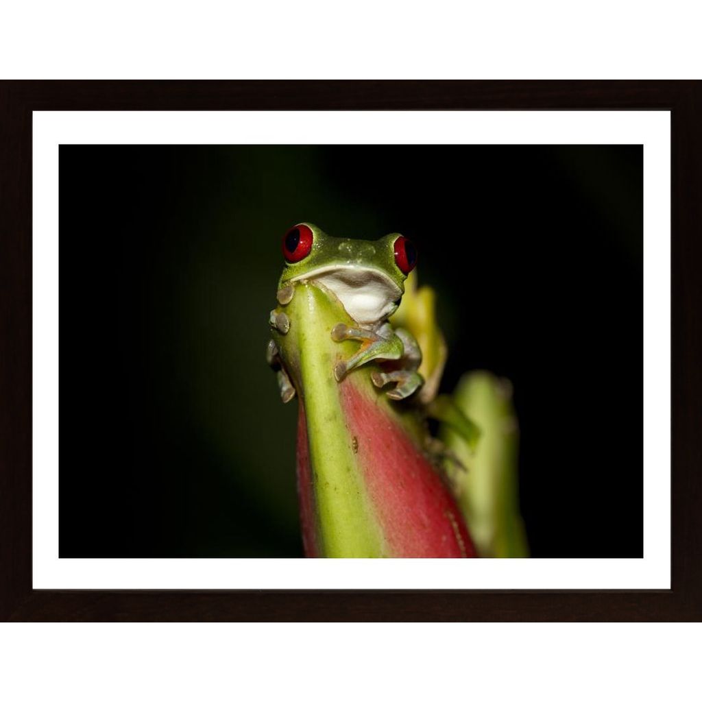Red-Eyed Tree Frog Affiche