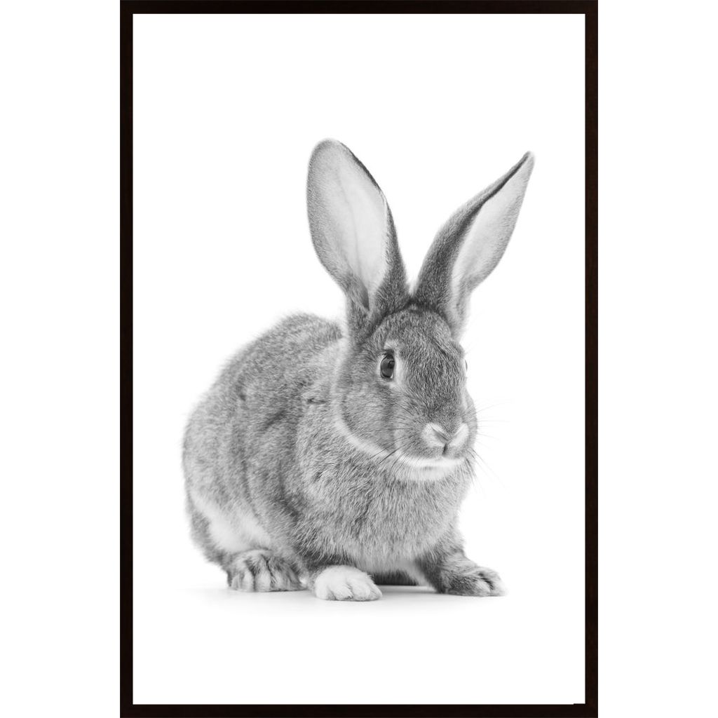 Cute Rabbit Plakát