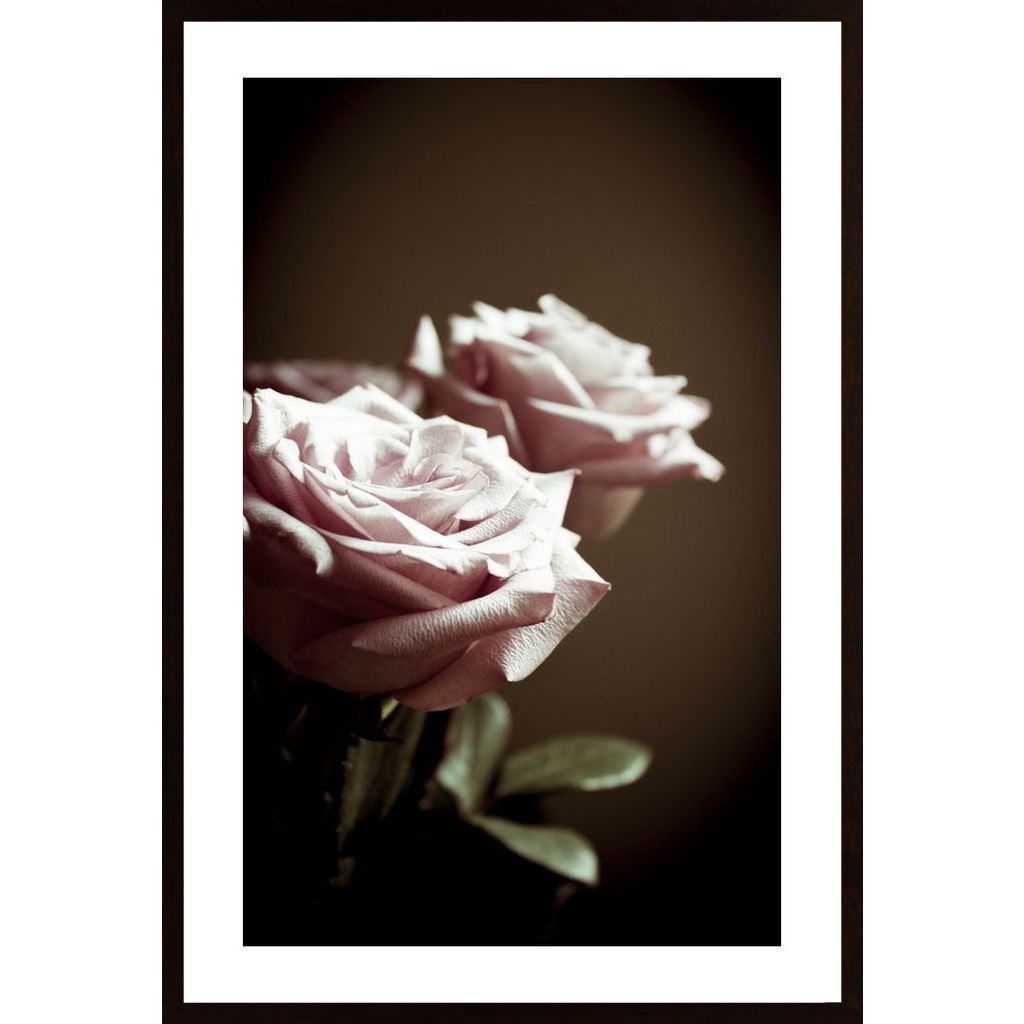 Lilac Rose Poster