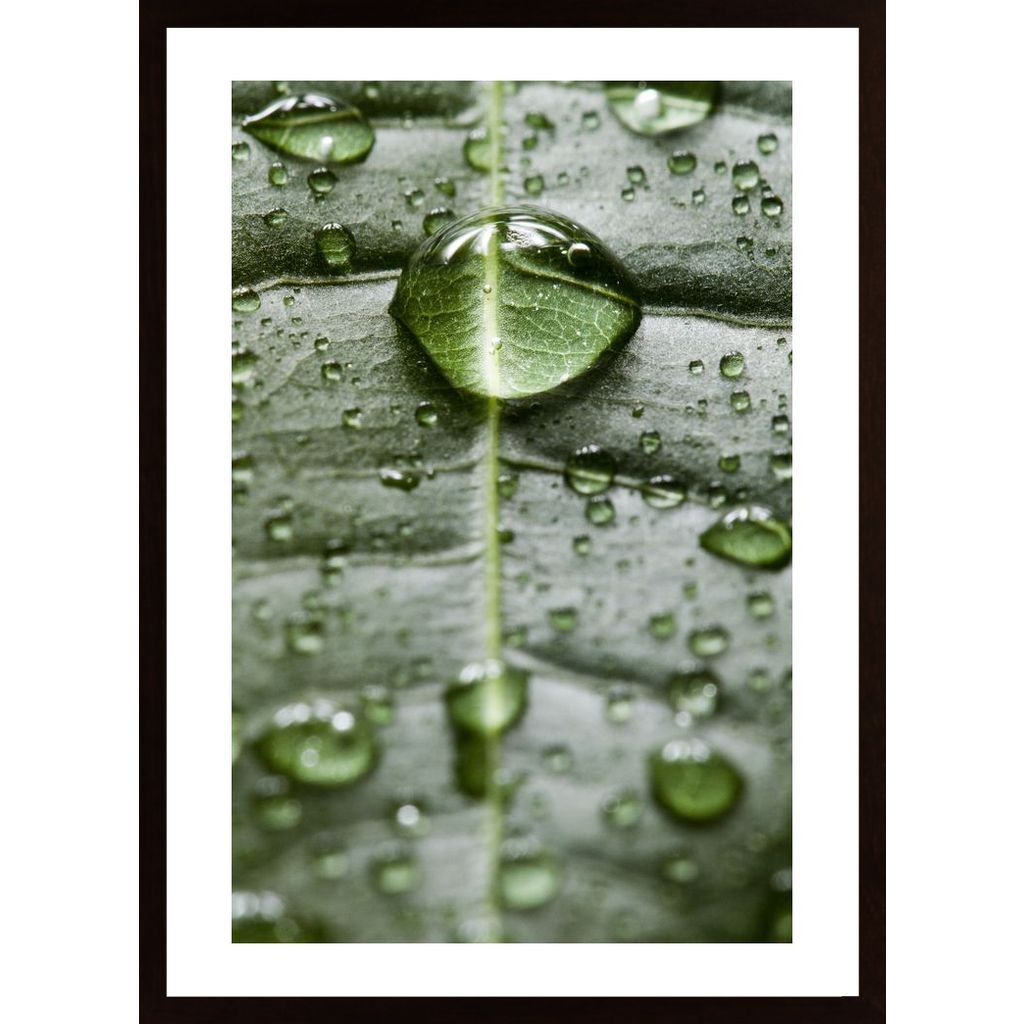 Water Drops On A Leaf 1 Poster