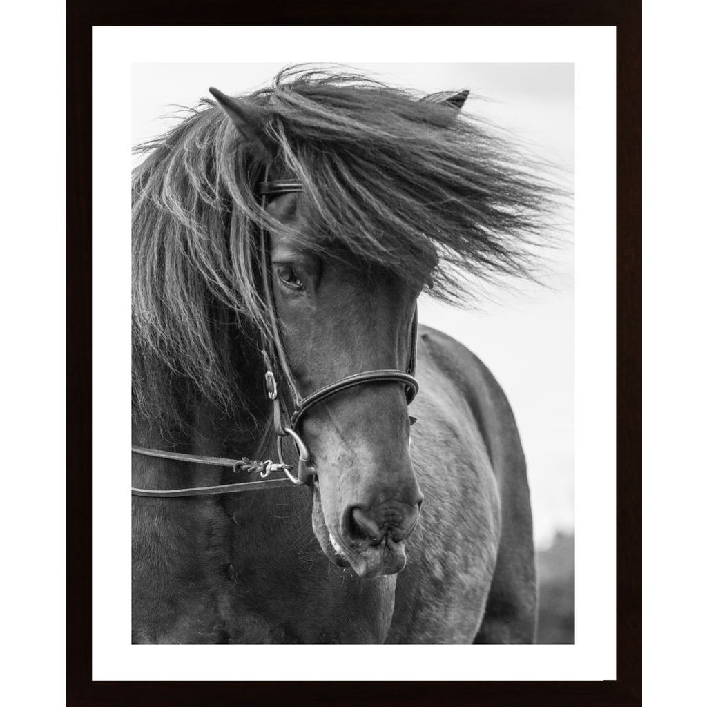Portrait Horse Poster