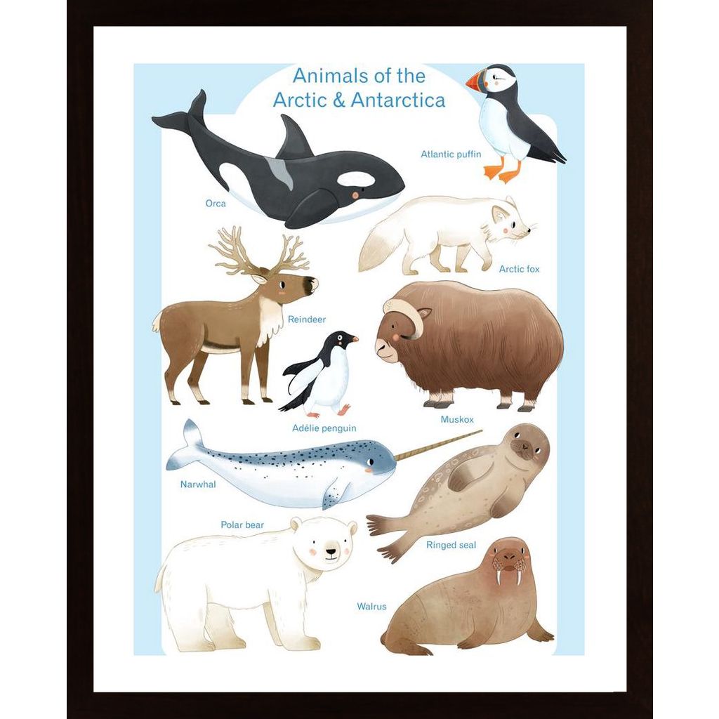Artic Animals Plakát