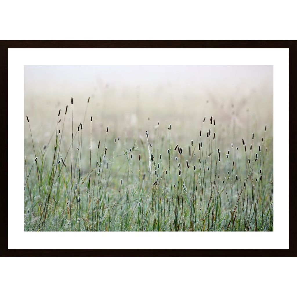 Meadow In Morning Light 3 Poster