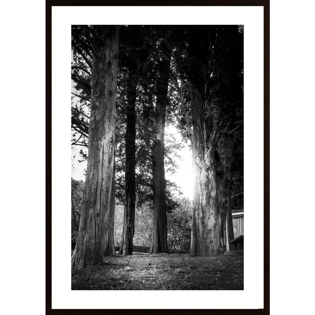 Trees In The Light Plakát