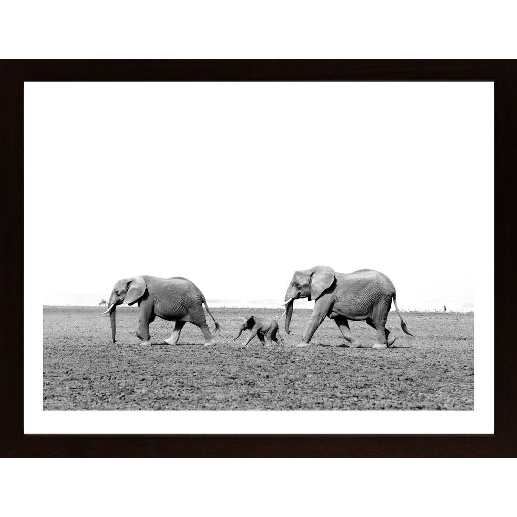 Elephants Poster