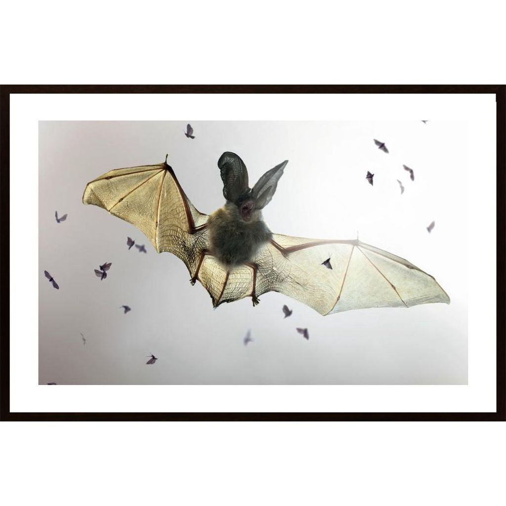 Bat Plakát