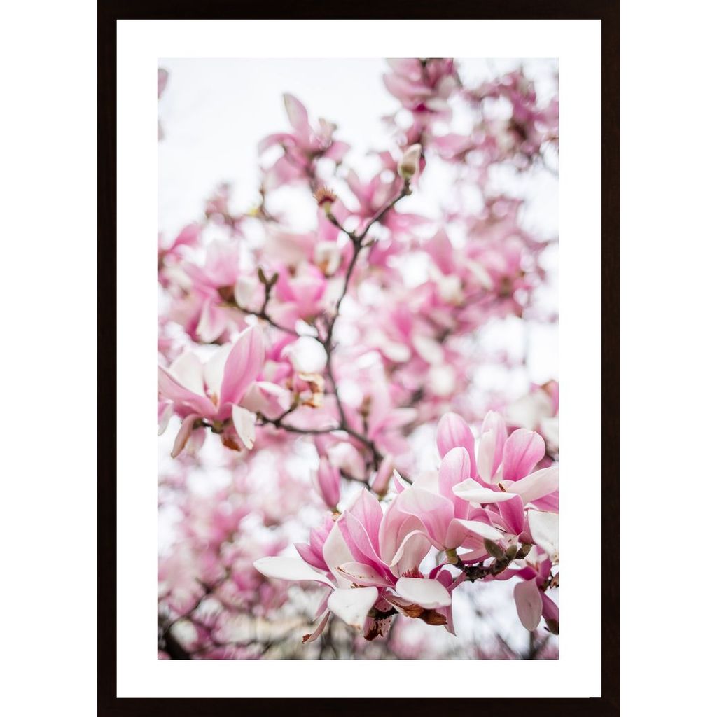 Pink Flowering Tree Affiche