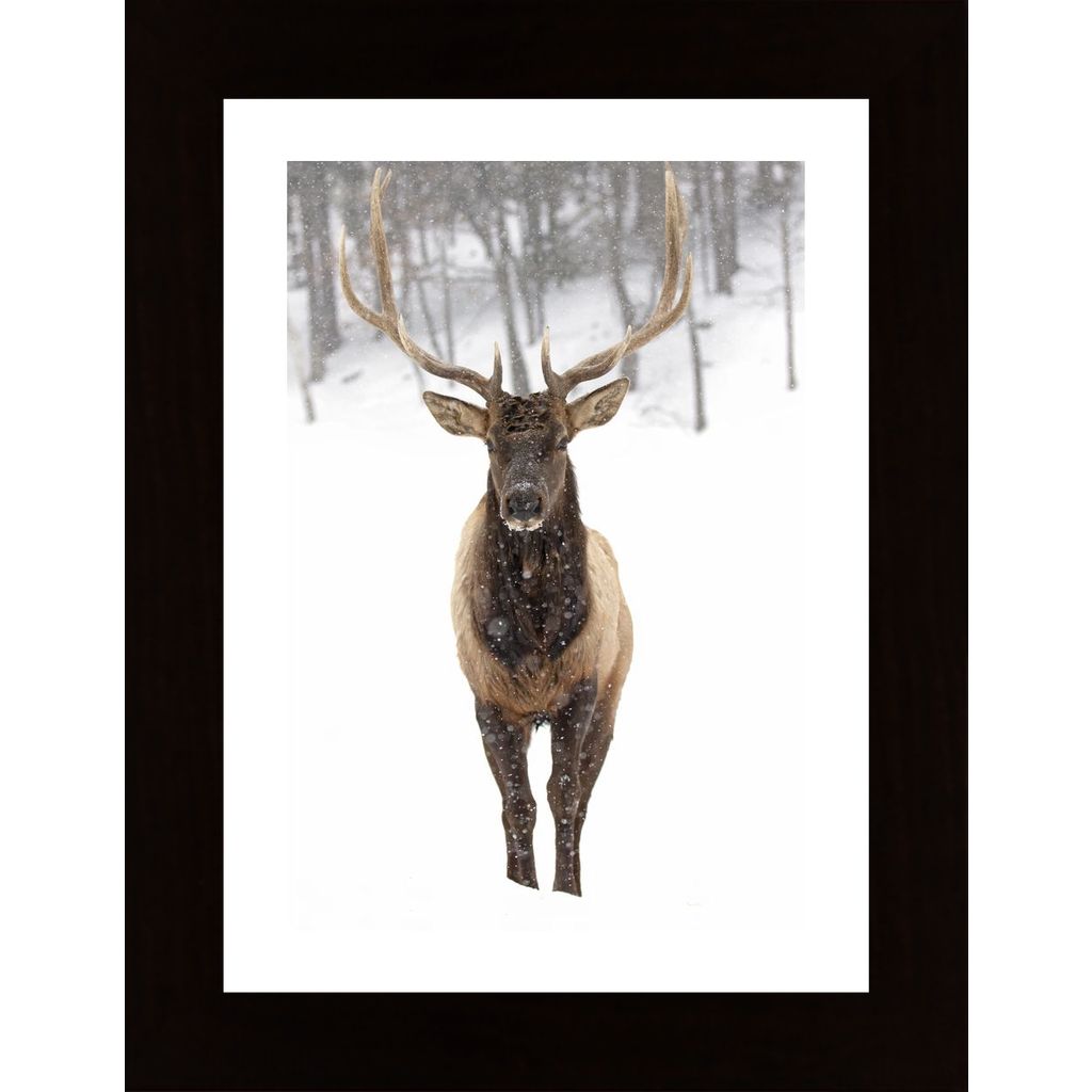 Winter Deer Poster