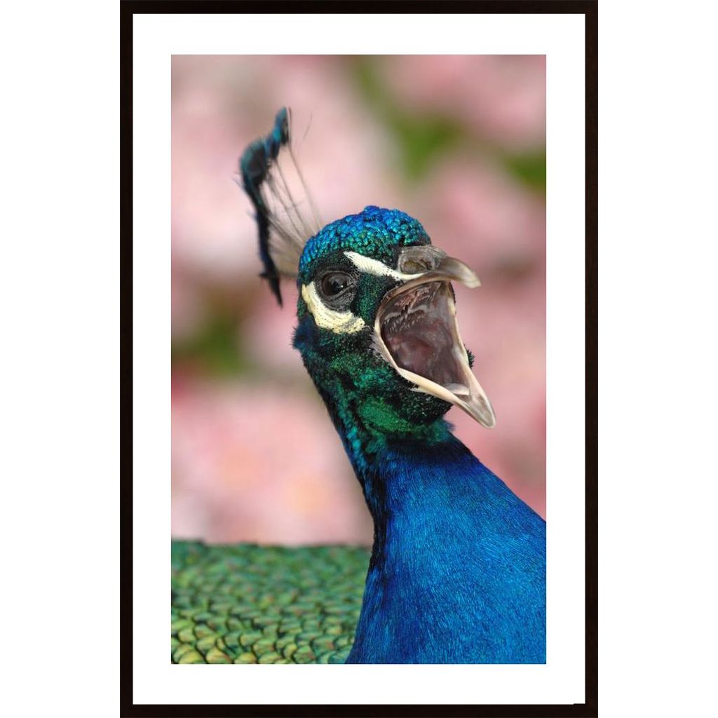 Indian Peacock Plakát
