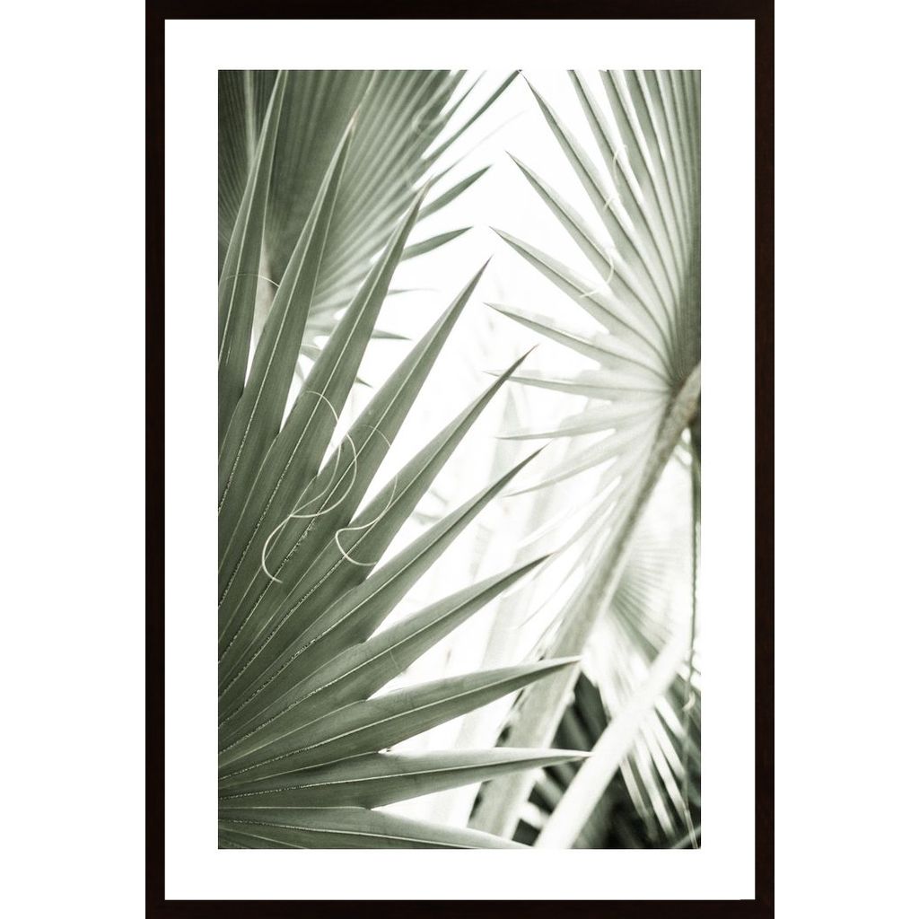 Palm Leaves Plakát
