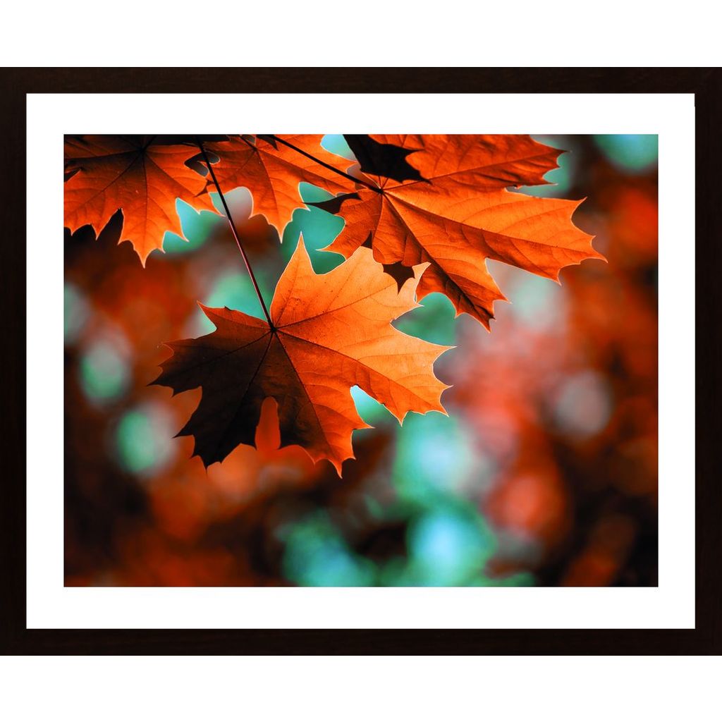Beautiful Leaves In Autumn Plakat