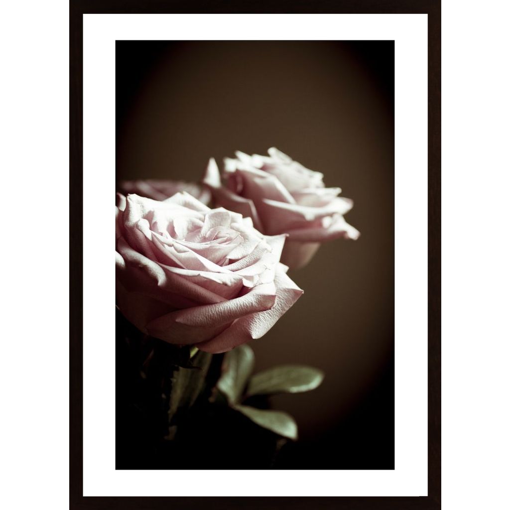 Lilac Rose Affiche
