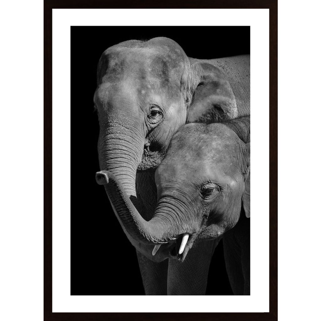 Mother And Baby Elephant Poster