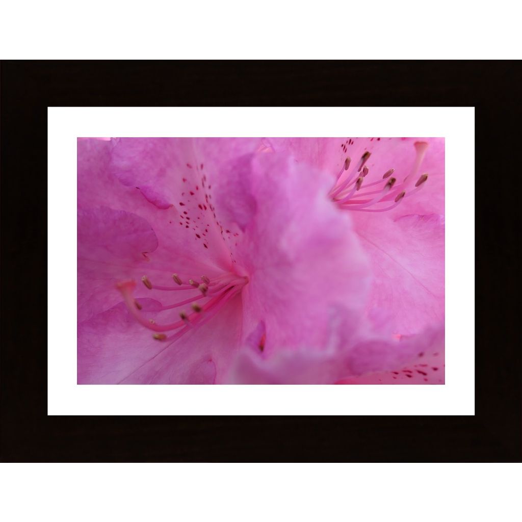 Flower In Pink Affiche