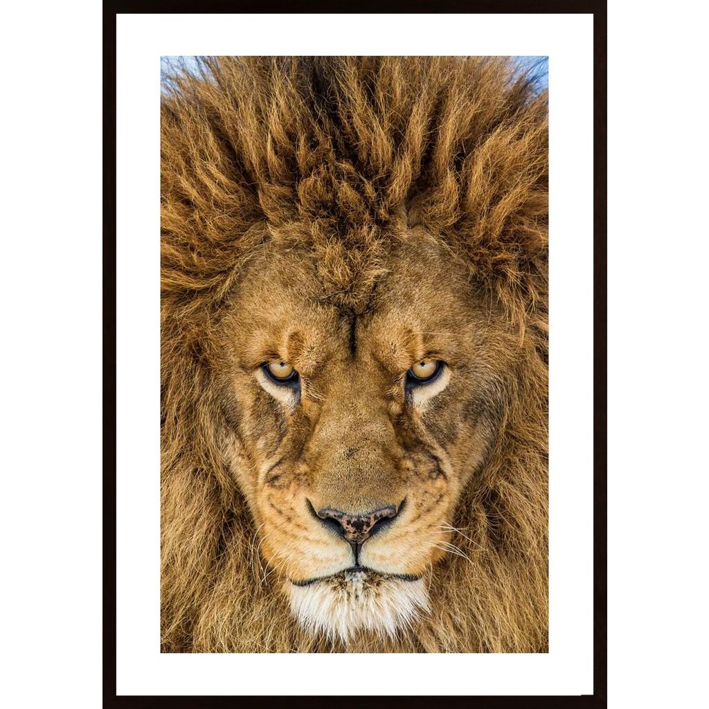 Serious Lion Plakát