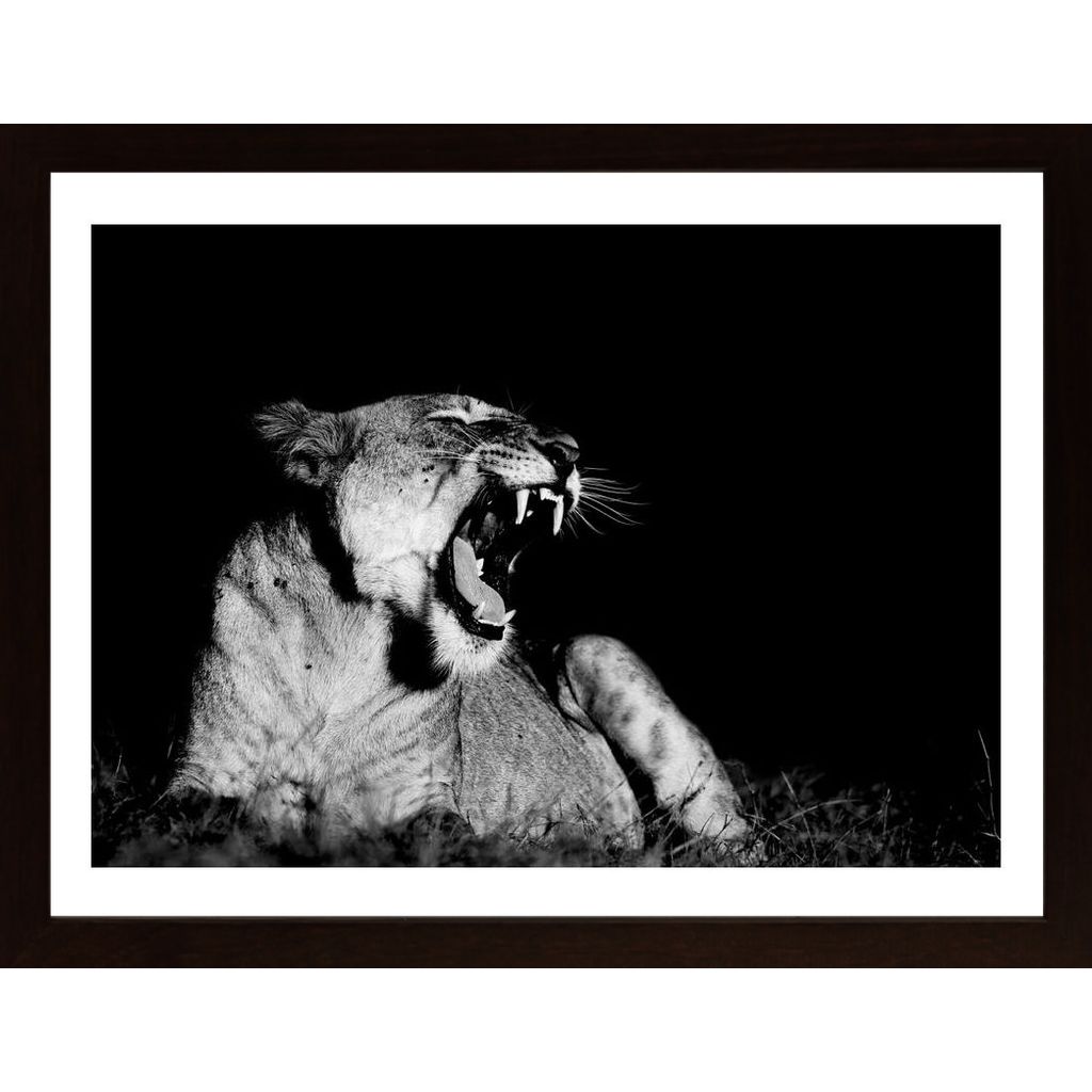 Yawning Lion Poster