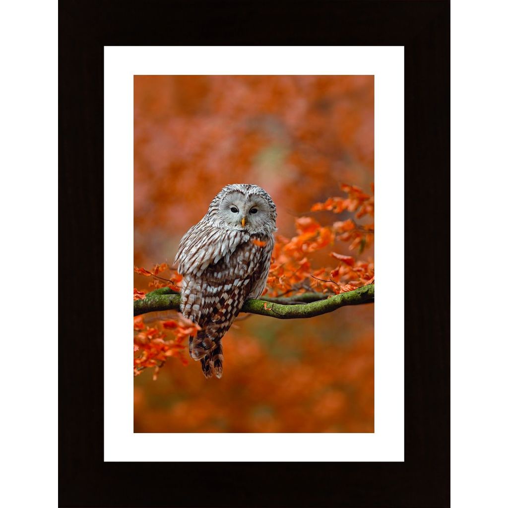 Owl In Autumn Tree Plakat