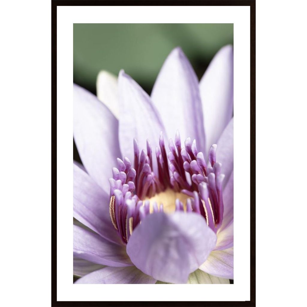 Purple Flower Close Up Plakát