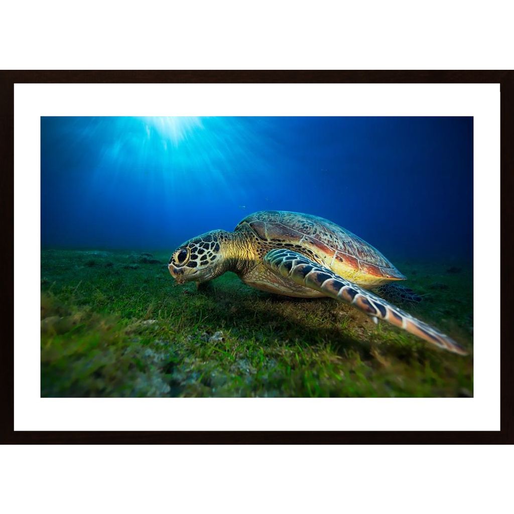 Green Turtle Poster