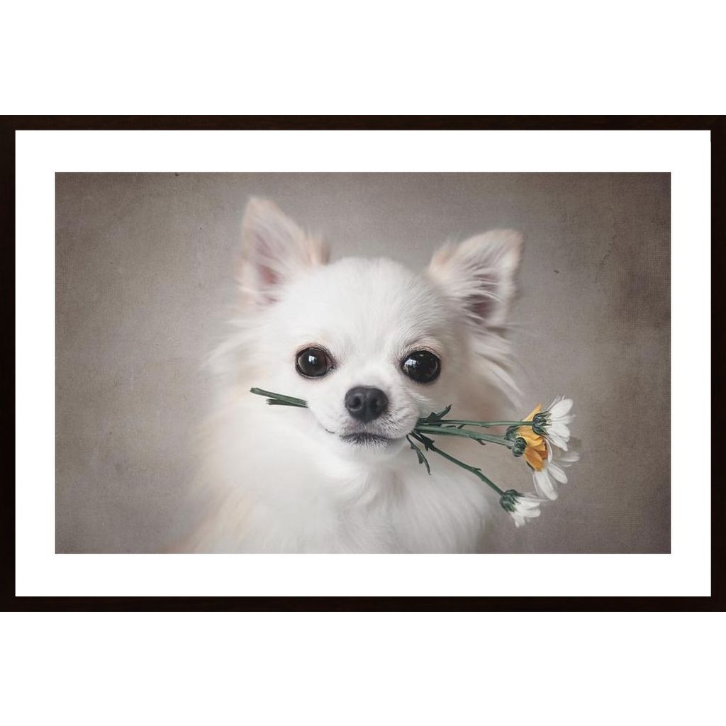 Chihuahua With Flowers Poster