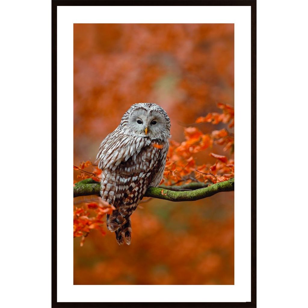 Owl In Autumn Tree Affiche