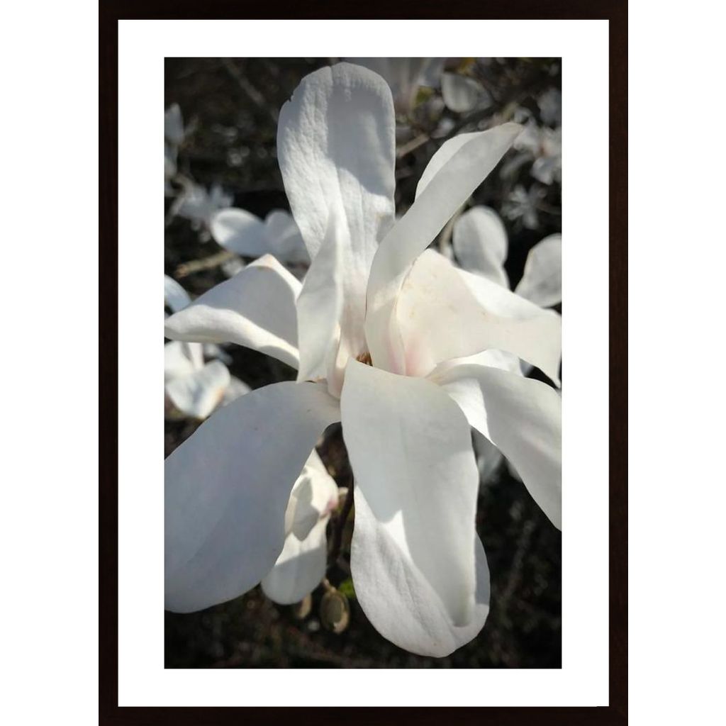 Magnolia In Bloom Plakát