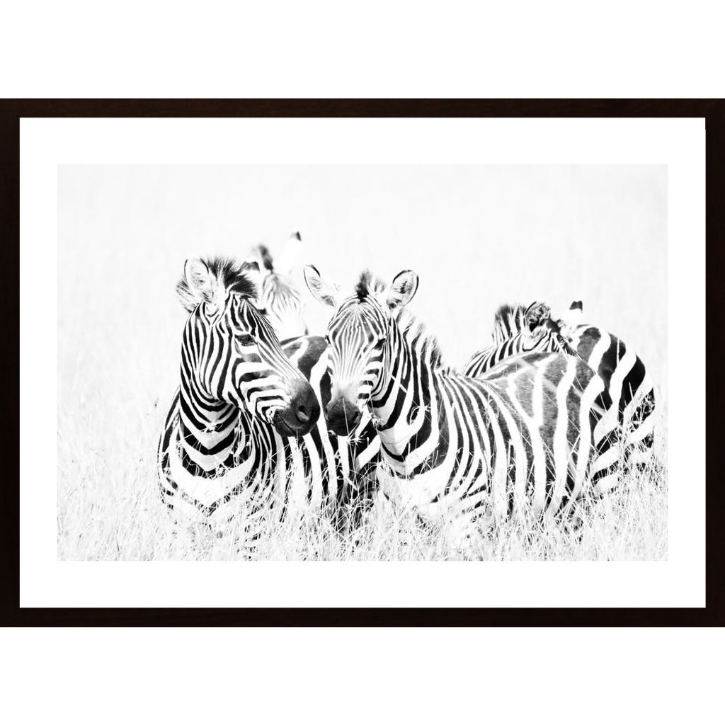Zebras In High Grass Poster