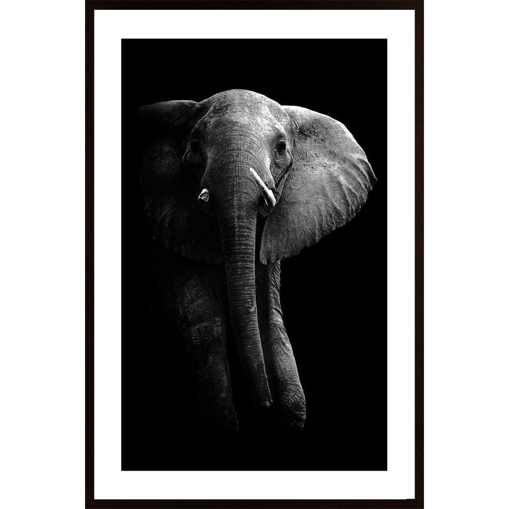 Elephant! Affiche