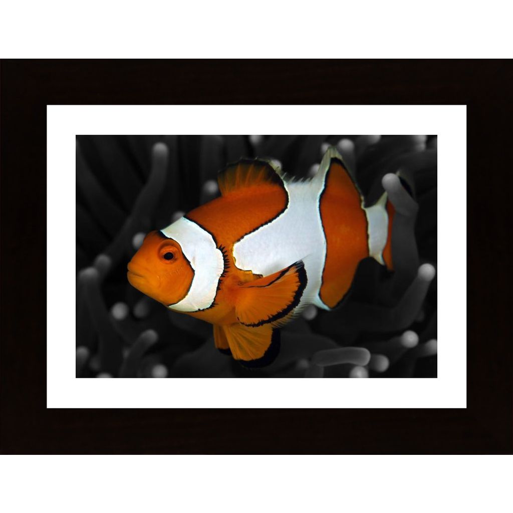 Clownfish Plakát