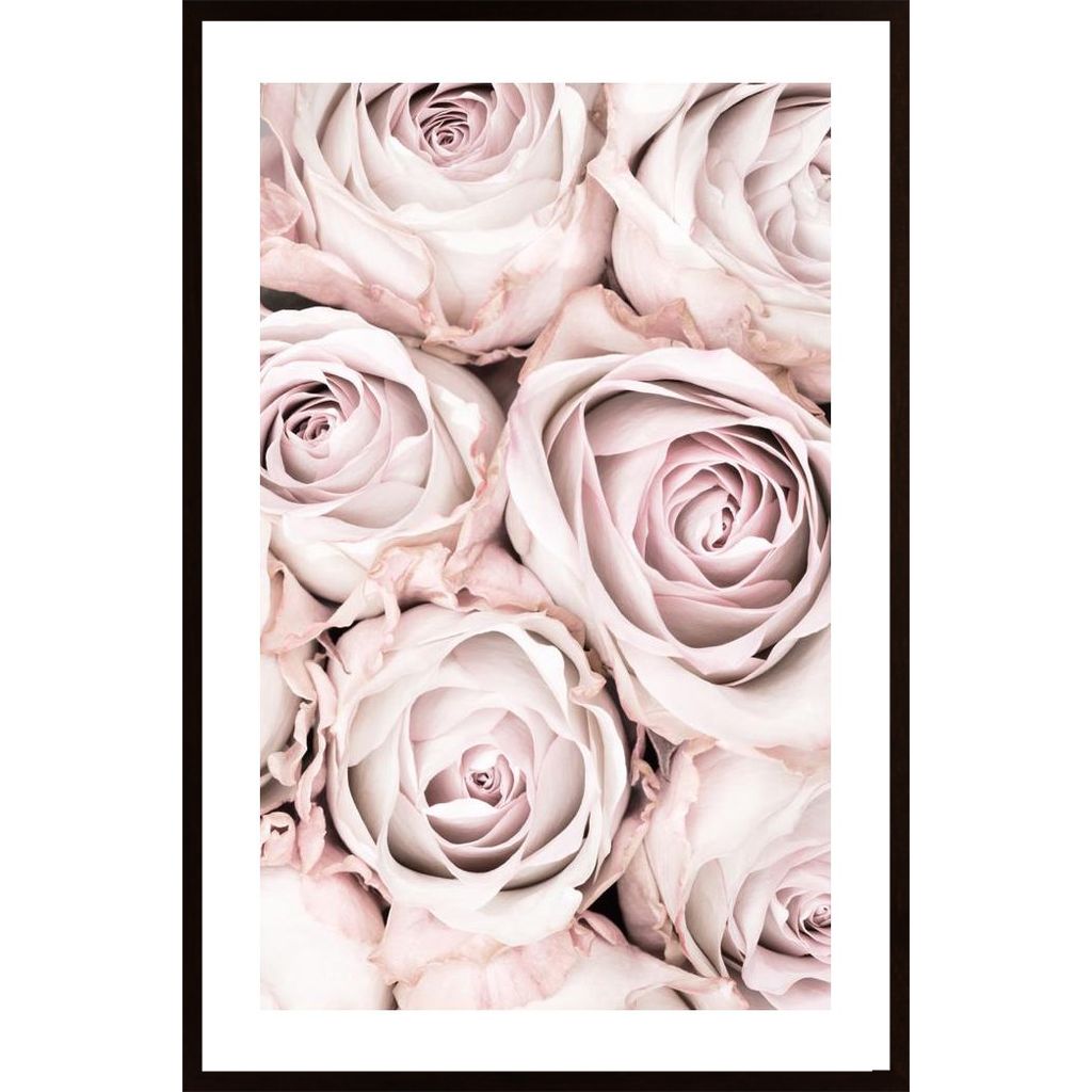 Pink Roses No 01 Plakát