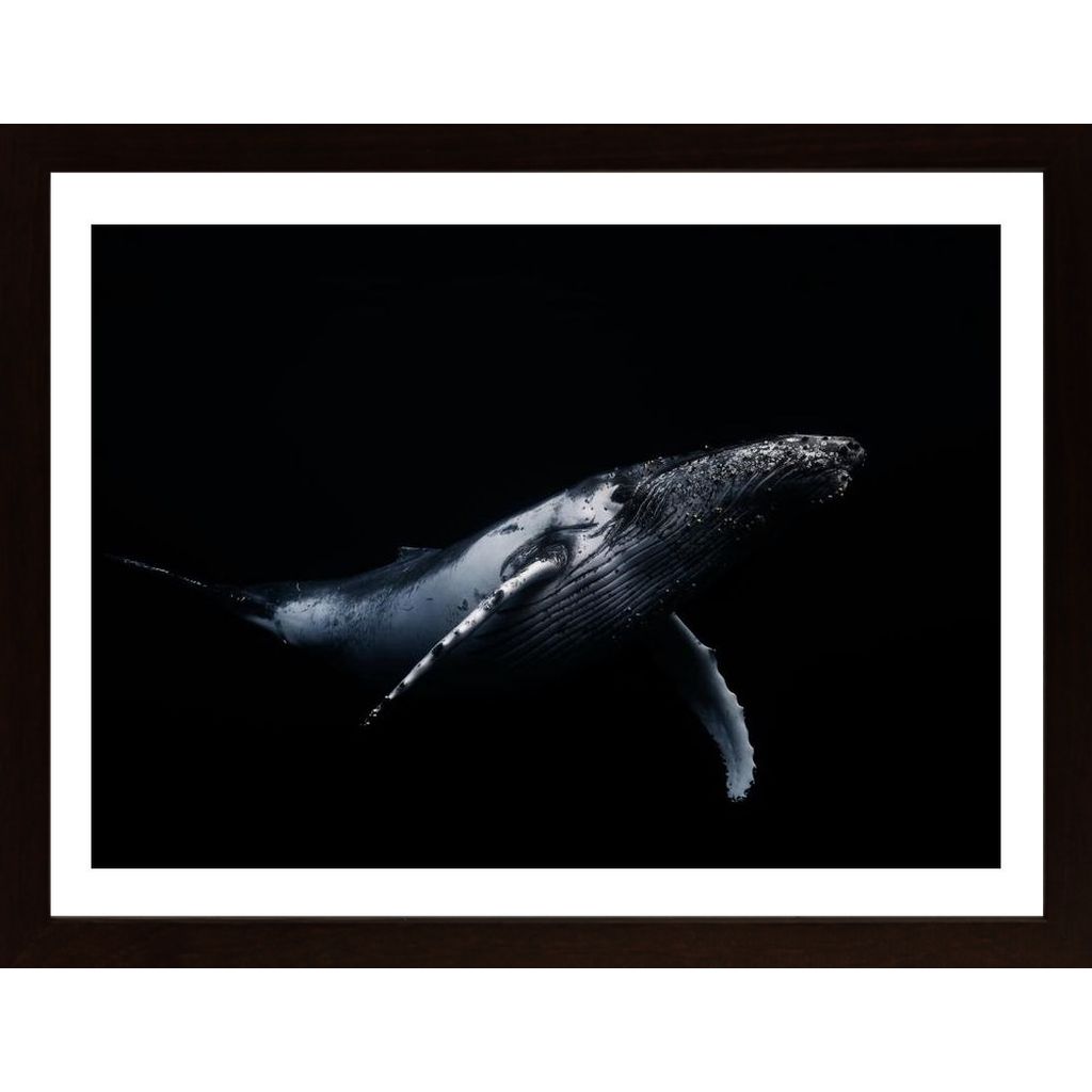 Black A Whale Poster