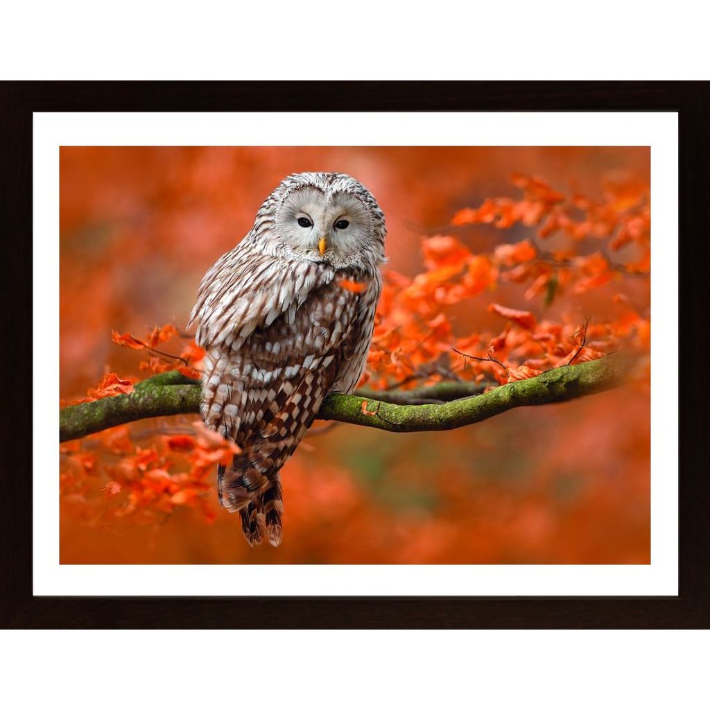 Owl In Autumn Tree Horizontal Plakát