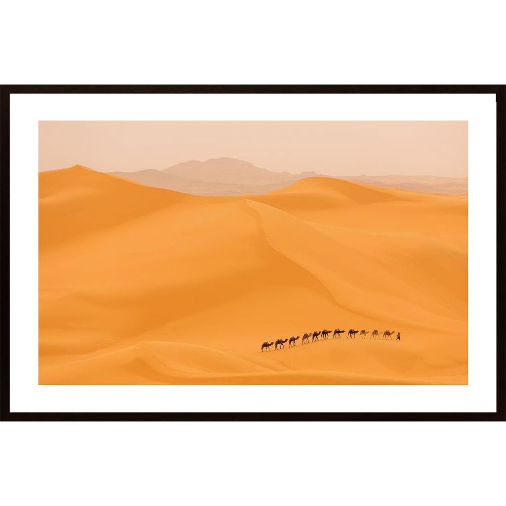 Camels Caravan In Sahara Poster