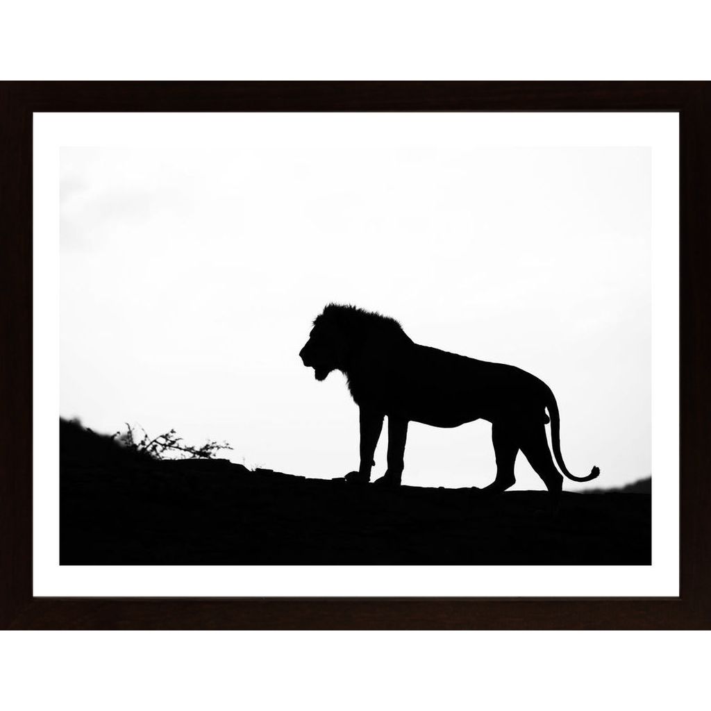 Lion Silhouette Poster