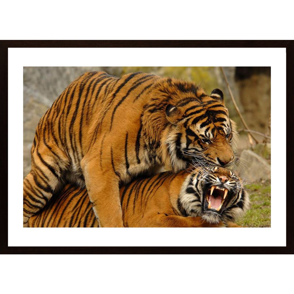 Love Of Tigers Plakát