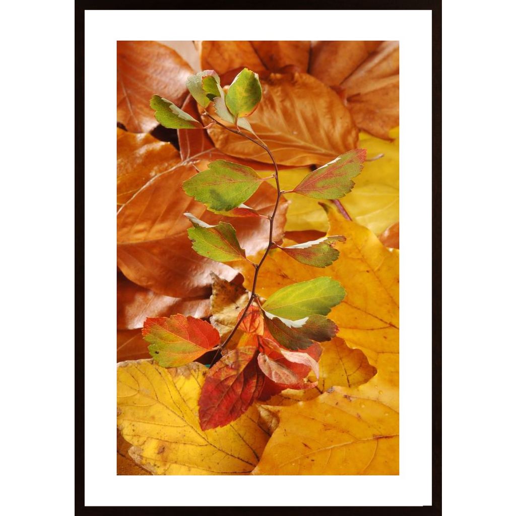 Leaves Affiche