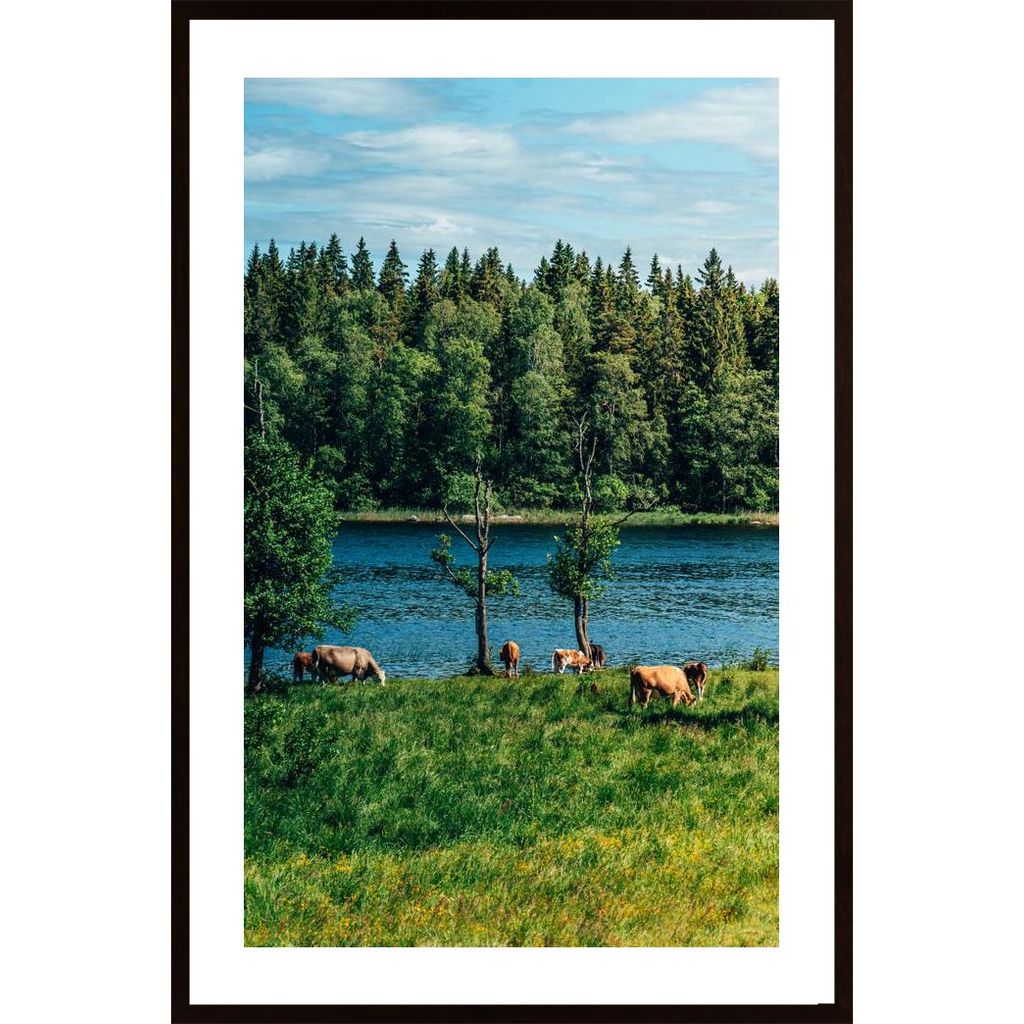 Cows In The Open Air Poster