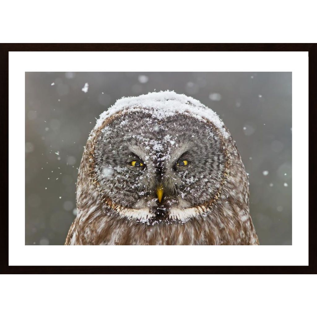 Great Grey Owl Winter Portrait Plakát