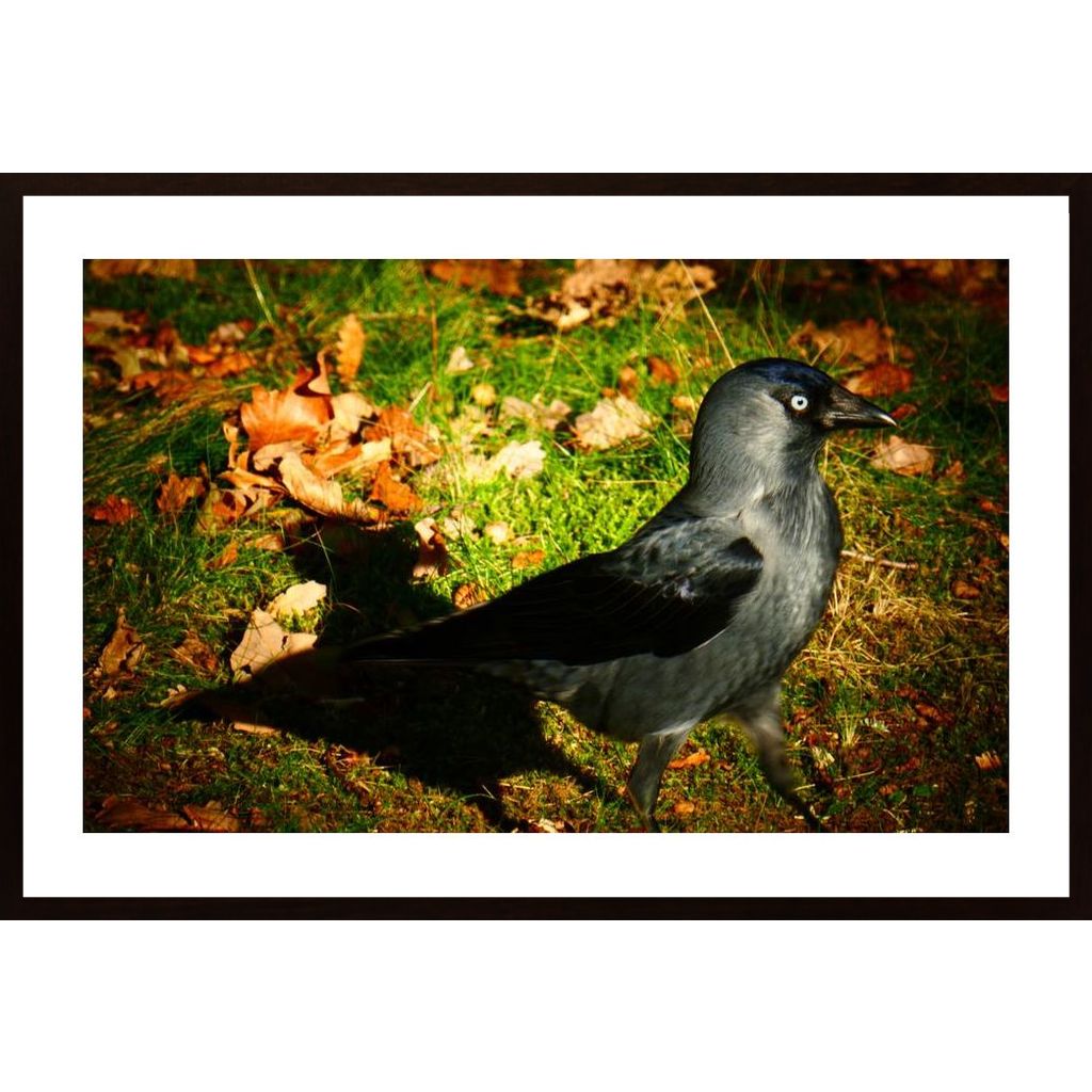 A Jackdaw Poster
