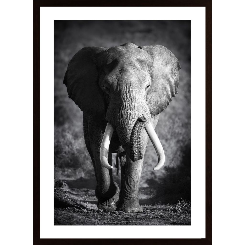 Elephant Bull Poster