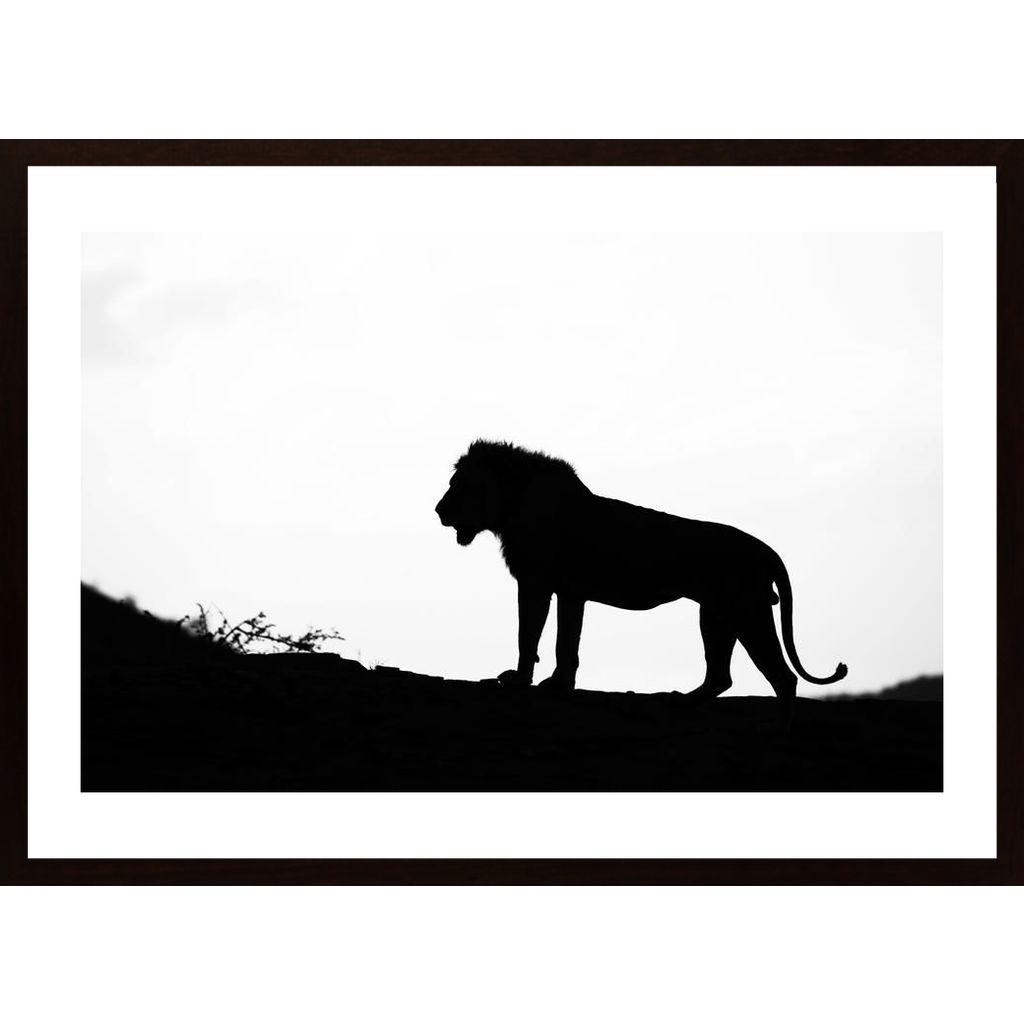 Lion Silhouette Poster