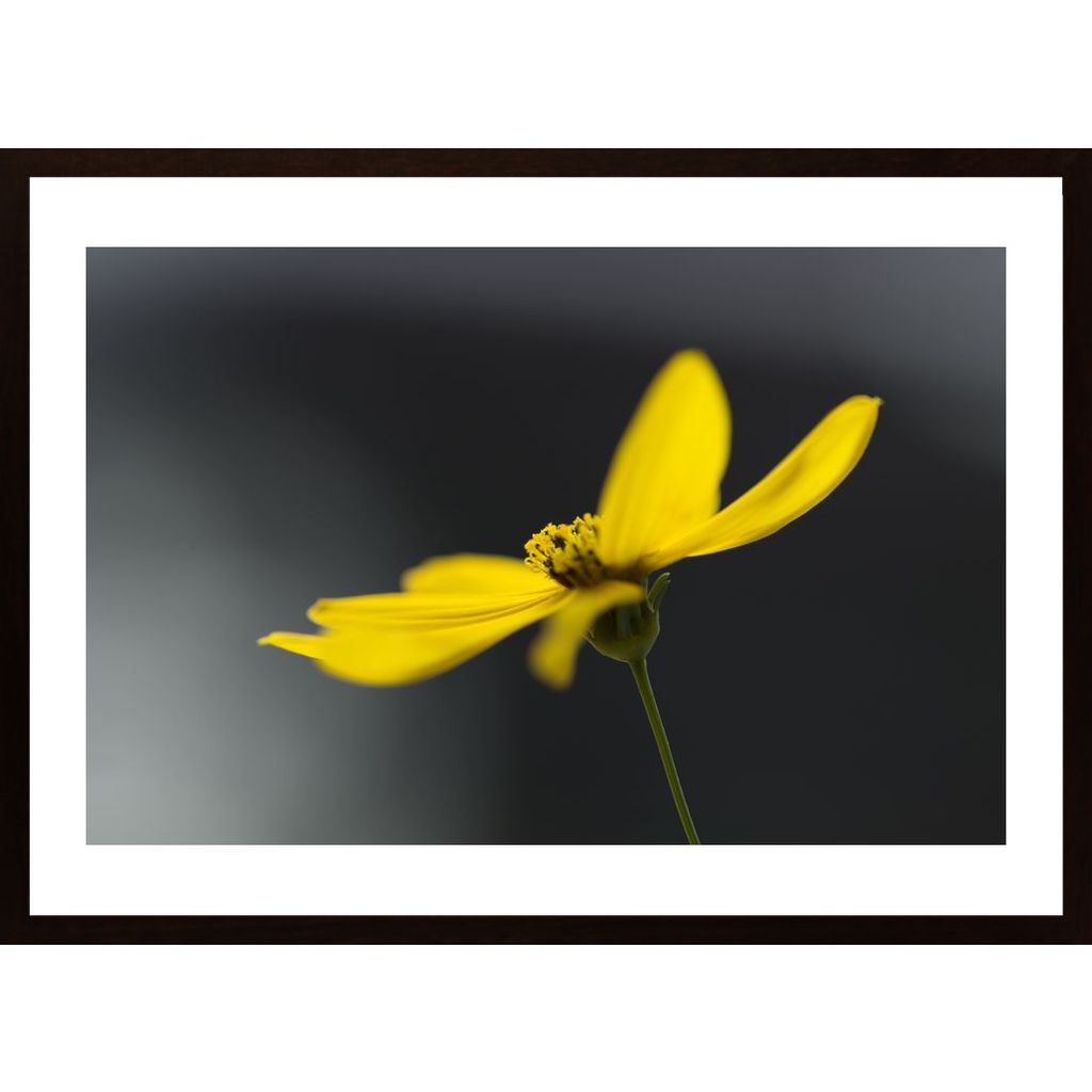 Flower In Yellow Affiche