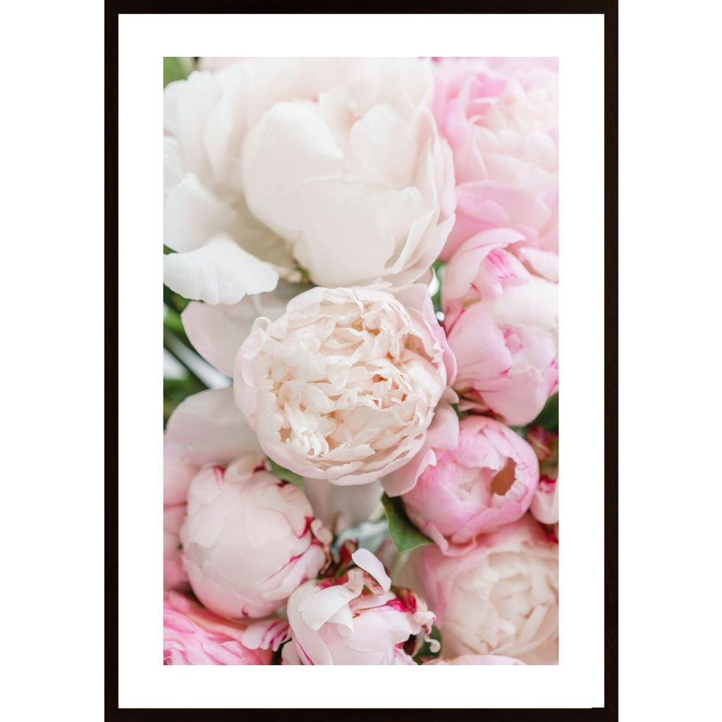 Pink Peonies Affiche