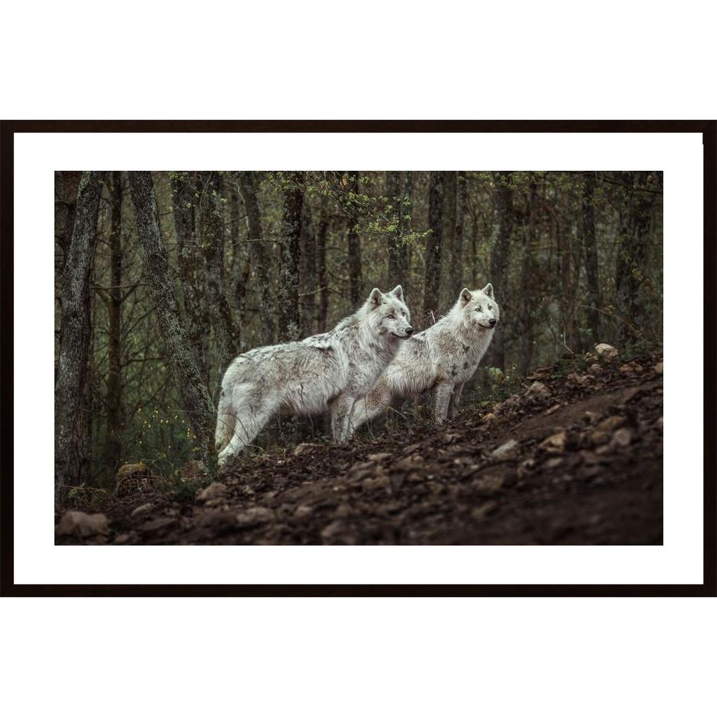 Meeting With White Wolves Affiche