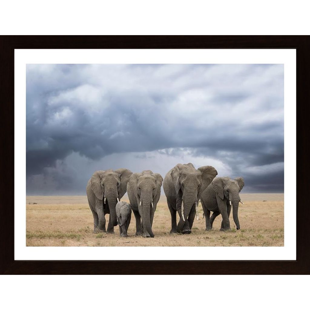 Elephant Walk Plakát